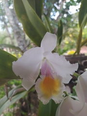 Cattleya quadricolor