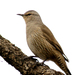 Brown Treecreeper - Photo (c) David Cook, some rights reserved (CC BY-NC)