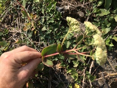 Hylotelephium telephium