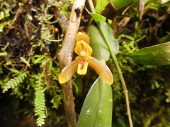 Maxillaria acutifolia