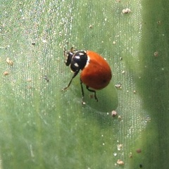 Cycloneda emarginata