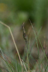 Festuca kryloviana