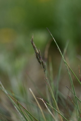 Festuca kryloviana