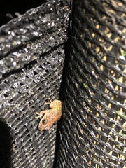 Pristimantis diadematus