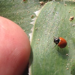 Cycloneda emarginata