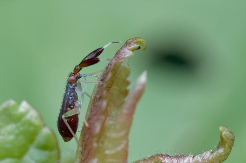 Common Flathorn Plant Bug