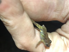 Pristimantis diadematus