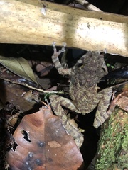 Pristimantis rubicundus