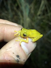 Dendropsophus minutus