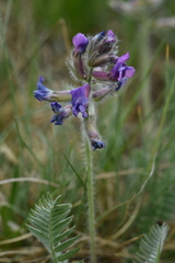 Oxytropis ambigua