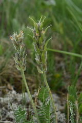 Oxytropis ambigua