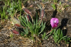 Oxytropis chakassiensis