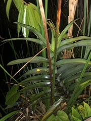Maxillaria aurea