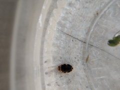 Laccophilus maculosus