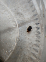 Laccophilus maculosus