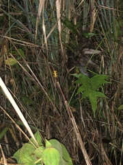 Dendropsophus minutus