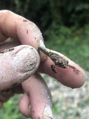 Pristimantis diadematus