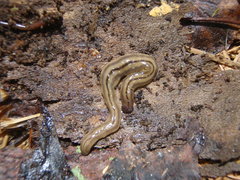 Bipalium pennsylvanicum