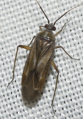 Tinicephalus rubiginosus