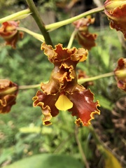 Otoglossum