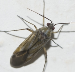 Tinicephalus rubiginosus