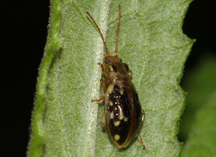 Chalcolampra pustulata
