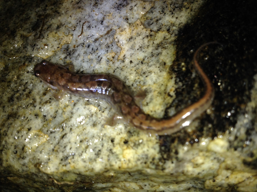 Desmognathus perlapsus