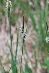 Carex melanostachya