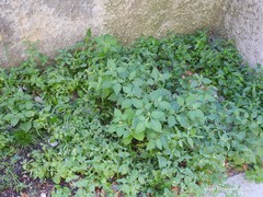 Solanum nigrum