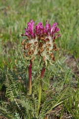 Pedicularis dasystachys