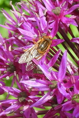 Parhelophilus integer