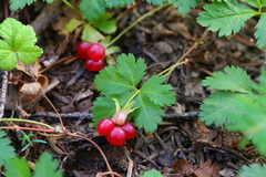 Rubus pedatus