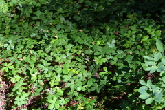 Rubus pedatus