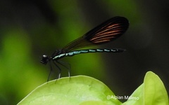 Rhinocypha pelengensis