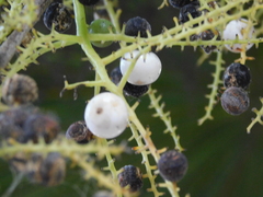 Thrinax radiata