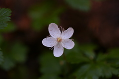 Rubus pedatus