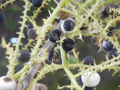 Thrinax radiata