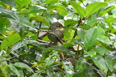 Syndactyla rufosuperciliata