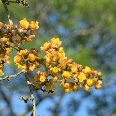 Trichocentrum pumilum
