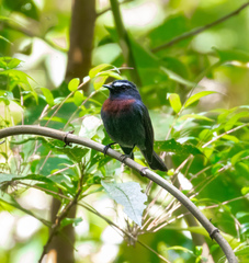 Ochthoeca thoracica