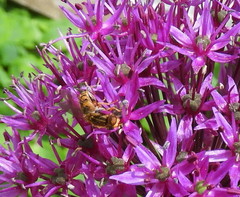 Parhelophilus integer