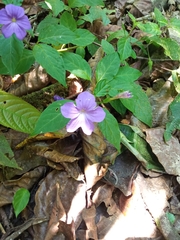Browallia americana