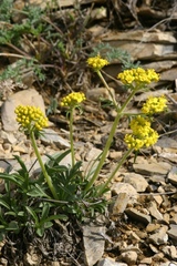 Patrinia sibirica