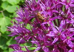 Parhelophilus integer