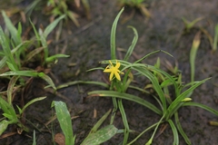 Hypoxis aurea