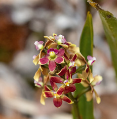 Prosthechea pulcherrima