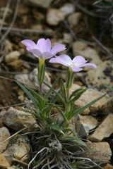 Phlox sibirica