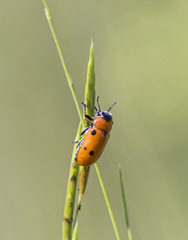 Tituboea sexmaculata