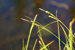 Carex lenticularis