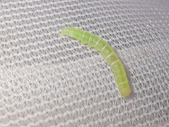 Colobochyla salicalis